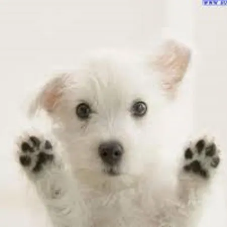 アパートホテル Altea 4*